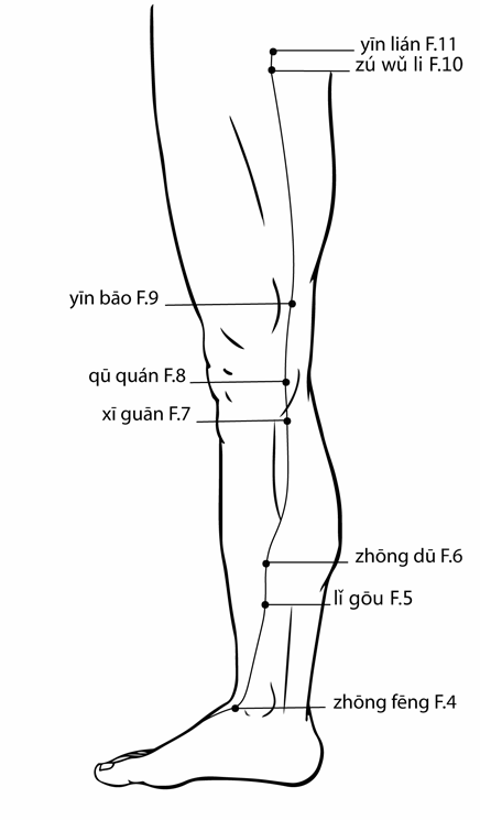 Acupuncture Point Zuwuli Liv-10 (illustration, picture, view, show, demonstration, location)