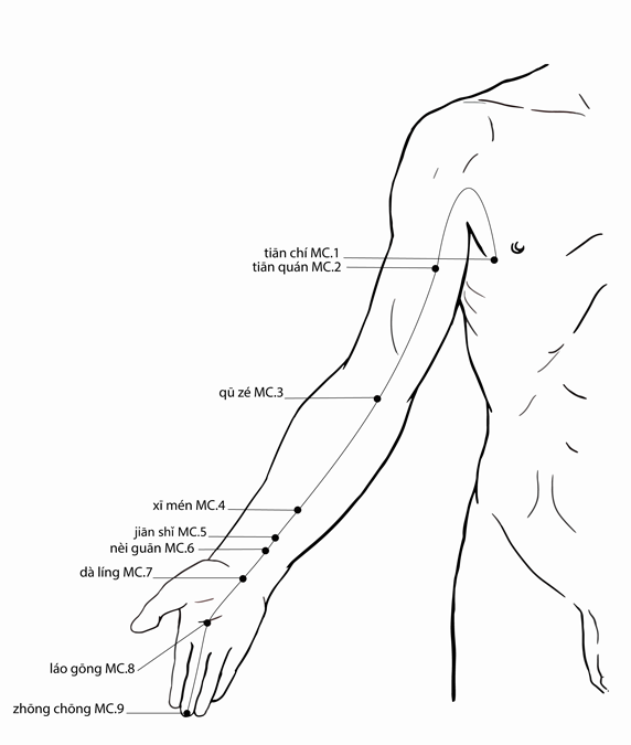 Acupuncture Point Daling Pc-7 (illustration, picture, view, show, demonstration, location)