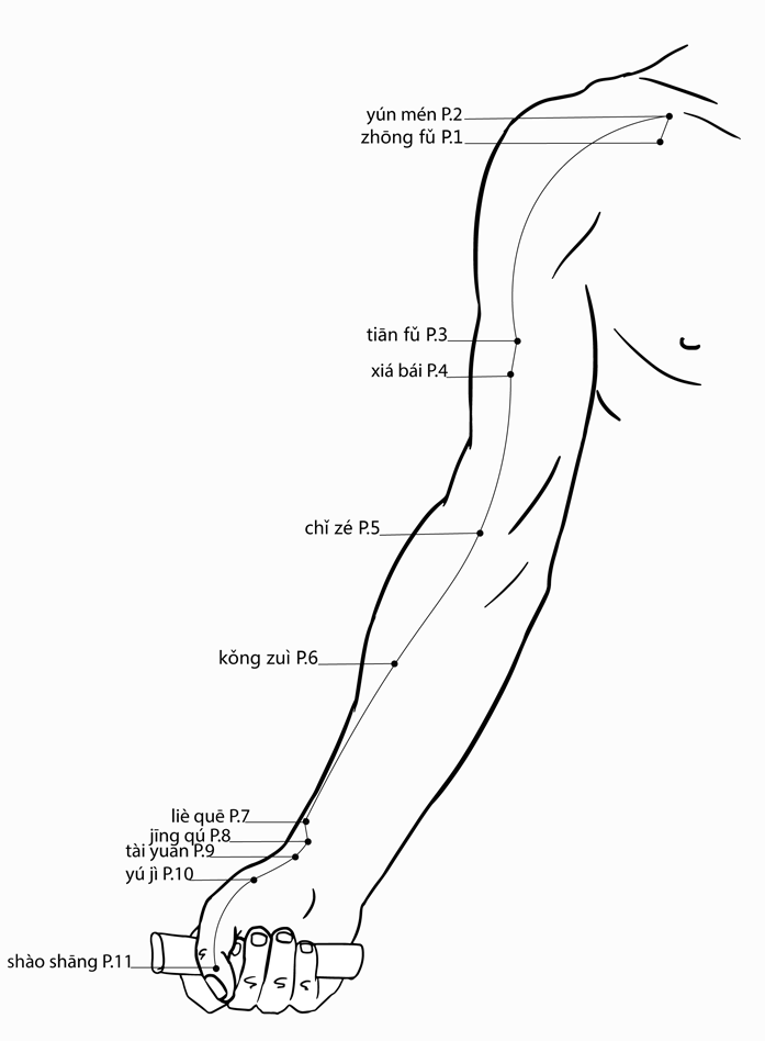 Acupuncture Point Chize LU-5 (illustration, picture, view, show, demonstration, location)