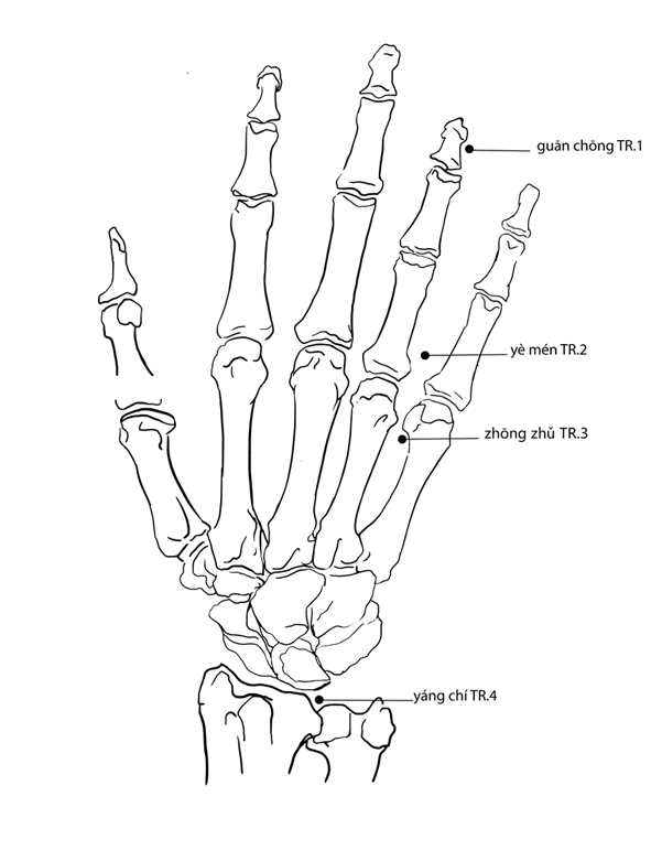 Acupuncture Point Yangchi SJ-4 (illustration, picture, view, show, demonstration, location)