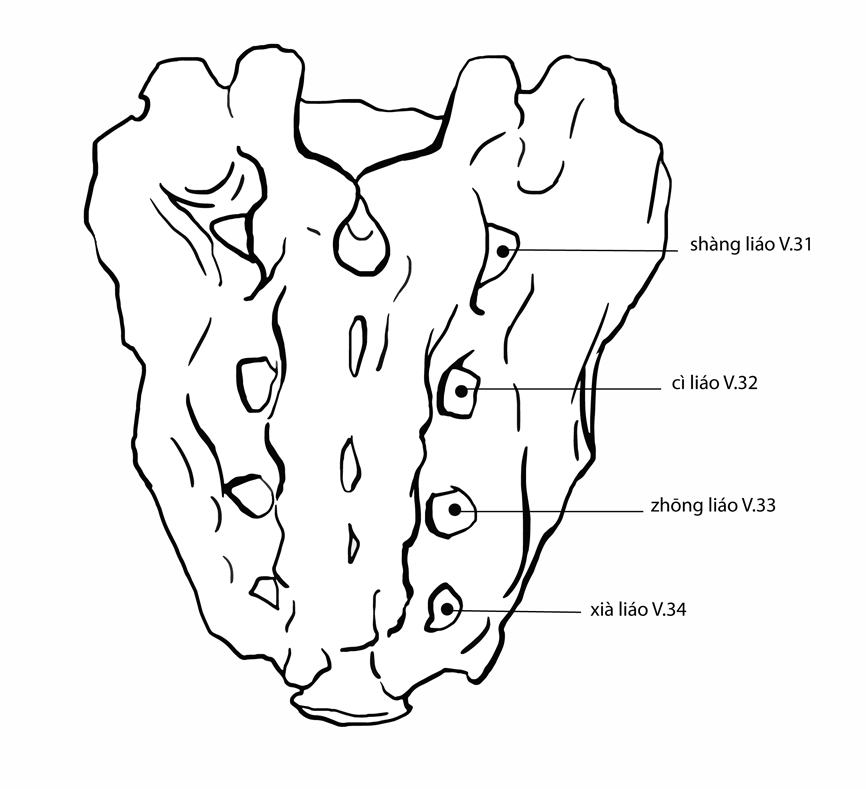 Акупунктурная точка Xialiao Bl-34 (иллюстрация, картина, демонстрация)