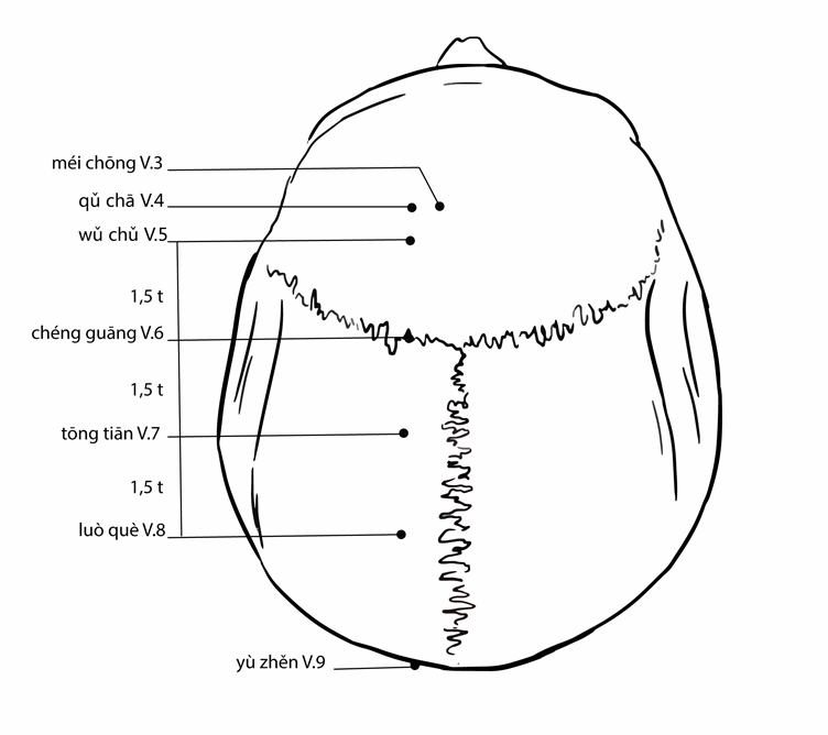 Акупунктурная точка Tongtian Bl-7 (иллюстрация, картина, демонстрация)