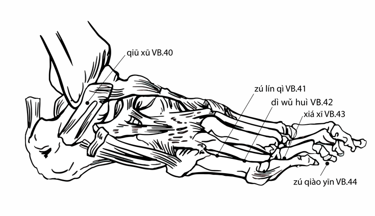 Acupuncture Point Zulinqi Gb-41 (illustration, picture, view, show, demonstration, location)